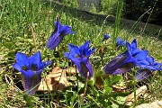 Spettacolo di fiori ai prati della Pigolotta di Valtorta il 9 maggio 2020  - FOTOGALLERY